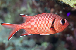 BD-131208-Daedalus-0963-Myripristis-murdjan-(Forskål.-1775)-[Pinecone-soldierfish.-Röd-soldatfisk].jpg